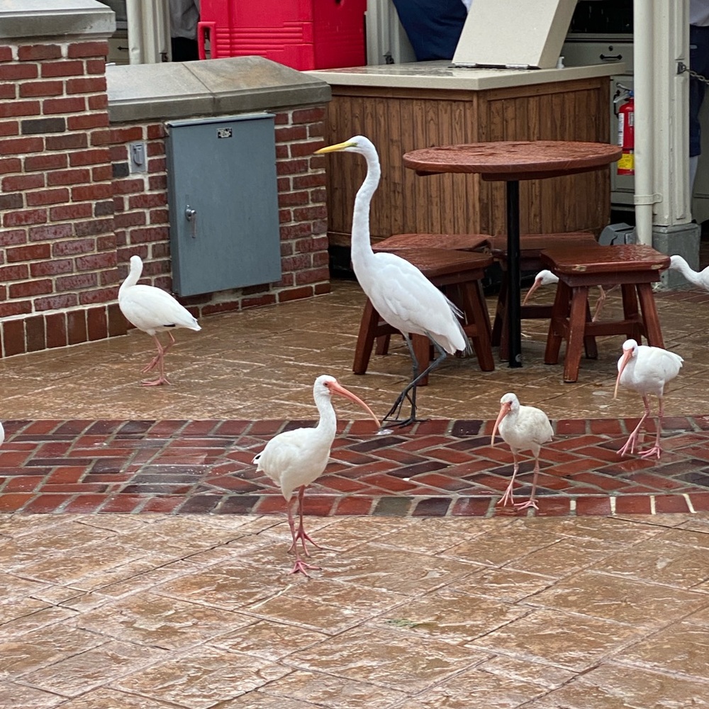 Meet your Posher, Sandy